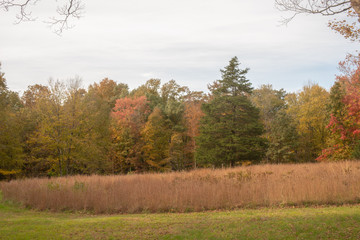 Fototapeta premium Nature in the Fall