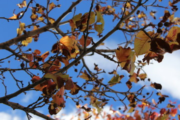branch of a tree in autumn