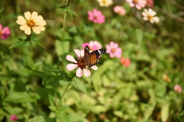  Butterfly on a flower