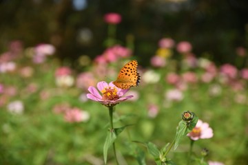 butterfly on a flower