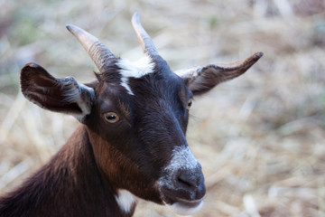 goat s