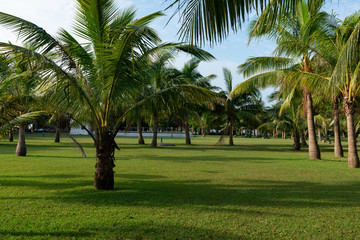Fototapeta premium green field and blue sky in the morning
