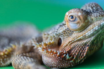 The large detailed macro portrait of a lizard the Bearded agama