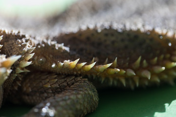 Texture of large detailed macro portrait of a lizard the Bearded agama