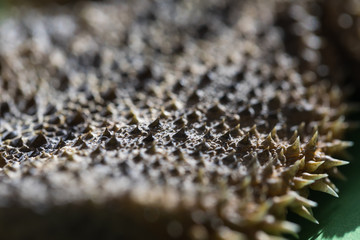 Texture of large detailed macro portrait of a lizard the Bearded agama