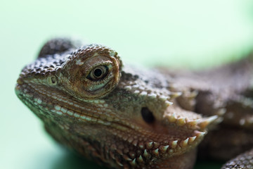 The large detailed macro portrait of a lizard the Bearded agama