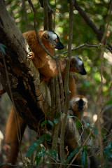 Lemurs on Madagascar, Africa