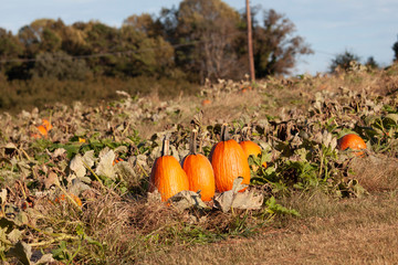  Sunny Pumpkin patch 