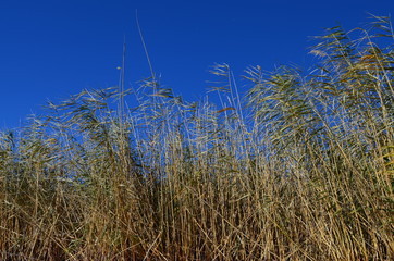 Fototapeta premium камыш