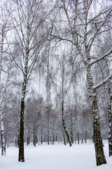 Birch forest in snow. Freeze and snow background. Winter weather concept. Winter landscape. Christmas concept. Winter beauty.
