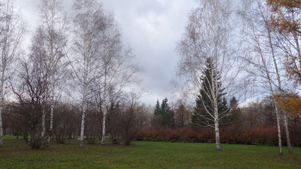 Obraz premium Autumn landscape. Late autumn. Birch