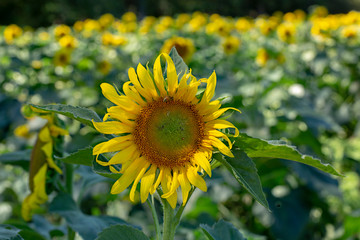 Sunflower on field 