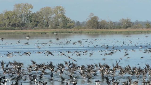 Group of Greylag goose flying and resting on a lake. Autumn  bird migration season.