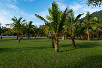 Fototapeta premium green field and blue sky in the morning