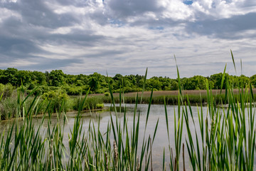 Wetland Enclosed by Cattails and Clouds