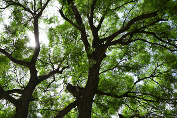Branches and trunks of trees in spring. Spring landscape.