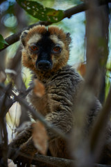 Lemurs on Madagascar, Africa