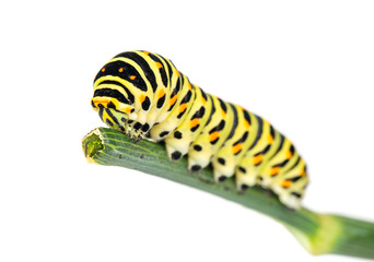 Swallowtail caterpillar on branch