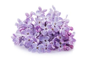 Lilac close-up isolated on white background
