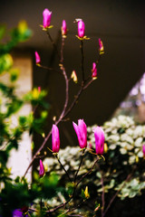Obraz premium Magnolia Sulange blooming on background of green park bokeh. Spring blossom concept