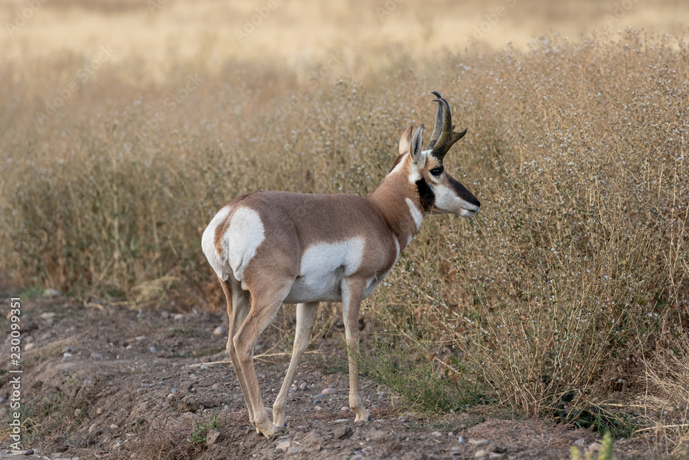 Canvas Prints Pronghorn Antelope Buck