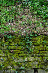 Grunge texture background: old stone wall overgrown with green moss.