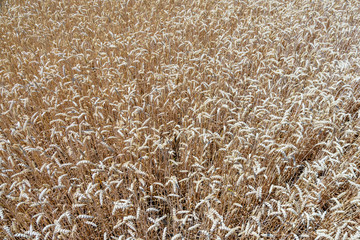 Background of the ripe yellow wheat. Agricultural concept