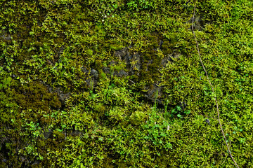 Fototapeta premium Grunge texture background: old stone wall overgrown with green moss.