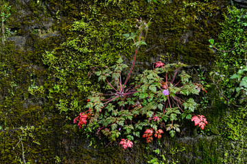 Naklejka premium Grunge texture background: old stone wall overgrown with green moss.