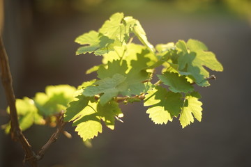 grape branch with green leaves lit by sun.