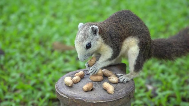 The squirrel eat nut on the tree in the park.