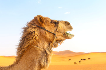 A camel  head and several camels 