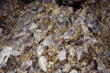 Oysters on sale at Whitstable Harbour