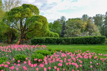 pink tulips in the Park