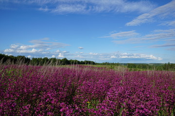 Цветущее поле