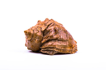 seashell, marine, decorative