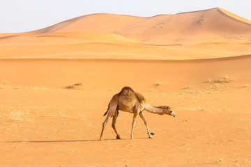 A camel in desert