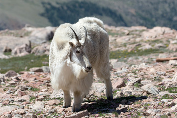 The Mountain Goats of Mt. Evans 3