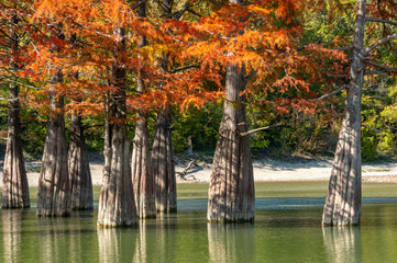 The trunks of swamp cypresses are completely unique in their beauty and texture. A group of cypress Taxodium distichum in a lake in Sukko, near the resort town of Anapa. Nature concept for design