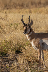 Pronghorn Antelope Buck