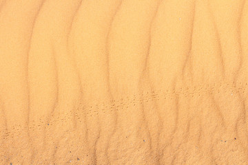 Desert sand texture with beetle walk prints