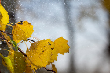 autumn background yellow orange birch leaves raindrops close up