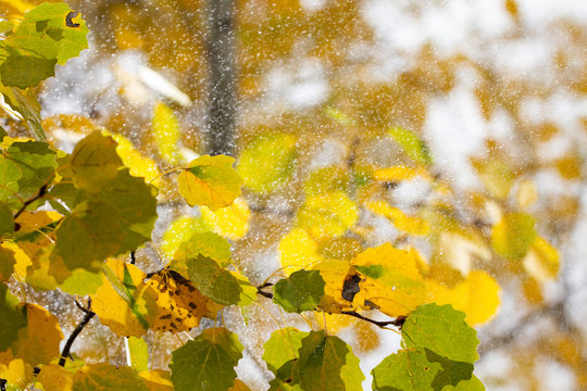autumn background yellow orange birch leaves raindrops close up