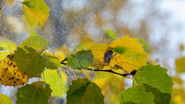 autumn background yellow orange birch leaves raindrops close up