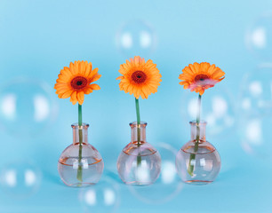 Orange daisy flower in a vase on trendy background.