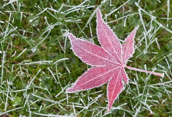 Blatt im Morgenfrost