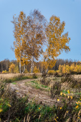  russian autumn landscape with trees and blue sky