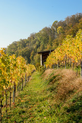 house in a vineyard in autumn with forest in background