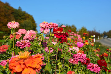 colorful flowers close up
