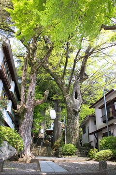 Izu Peninsula Il Japan